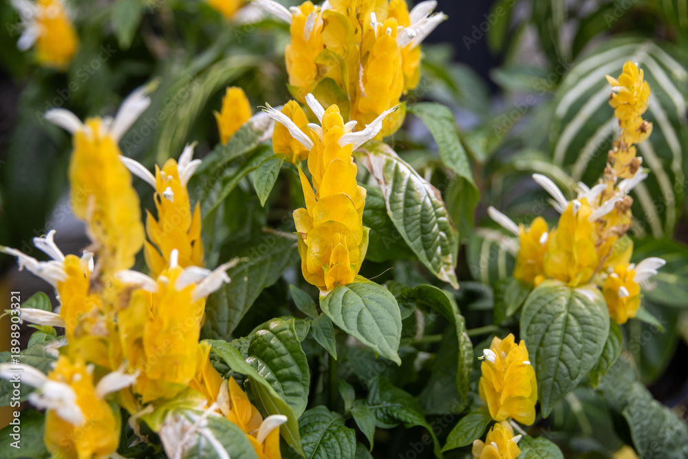 Fototapeta premium Golden Shrimp Plant