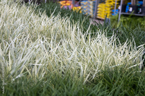 Lomandra 'White Sands' or Aztec Grass