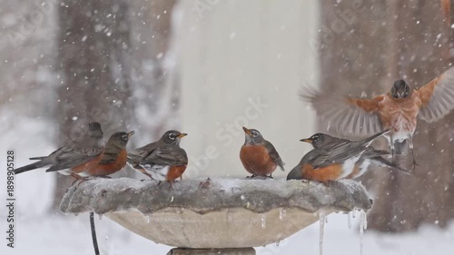 Flock of American robins sipping icy water from concrete birdbath in snowstorm blizzard. 