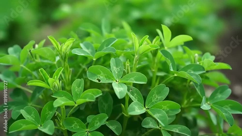 Wallpaper Mural Lush Green Plants in Nature, Close-Up Photography of Foliage, Outdoor Setting, Natural Environment, Vibrant Leaves Torontodigital.ca