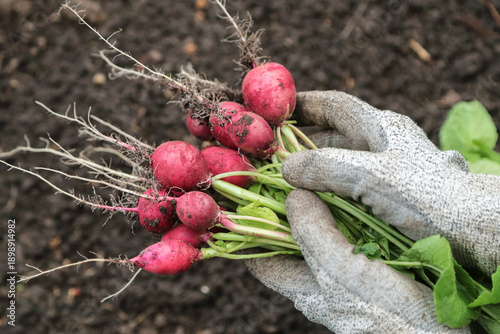 Wallpaper Mural Farmer hands in gloves harvesting picking organic fresh dirty red radish harvest close up in ground in garden Torontodigital.ca