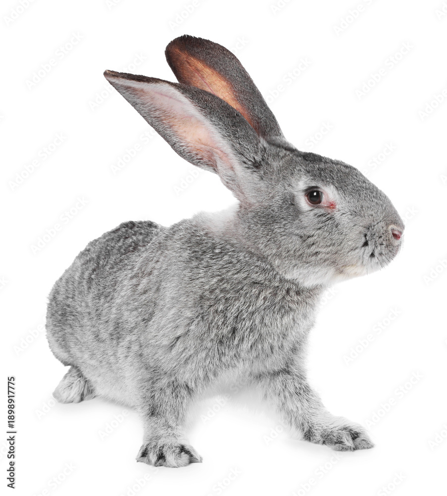 Obraz premium Cute fluffy Easter bunny isolated on white