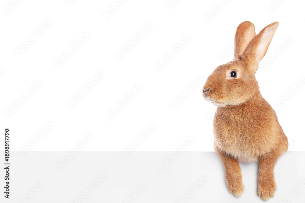 Obraz premium Cute fluffy Easter bunny isolated on white