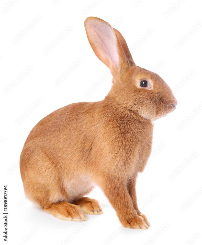Obraz premium Cute fluffy Easter bunny isolated on white