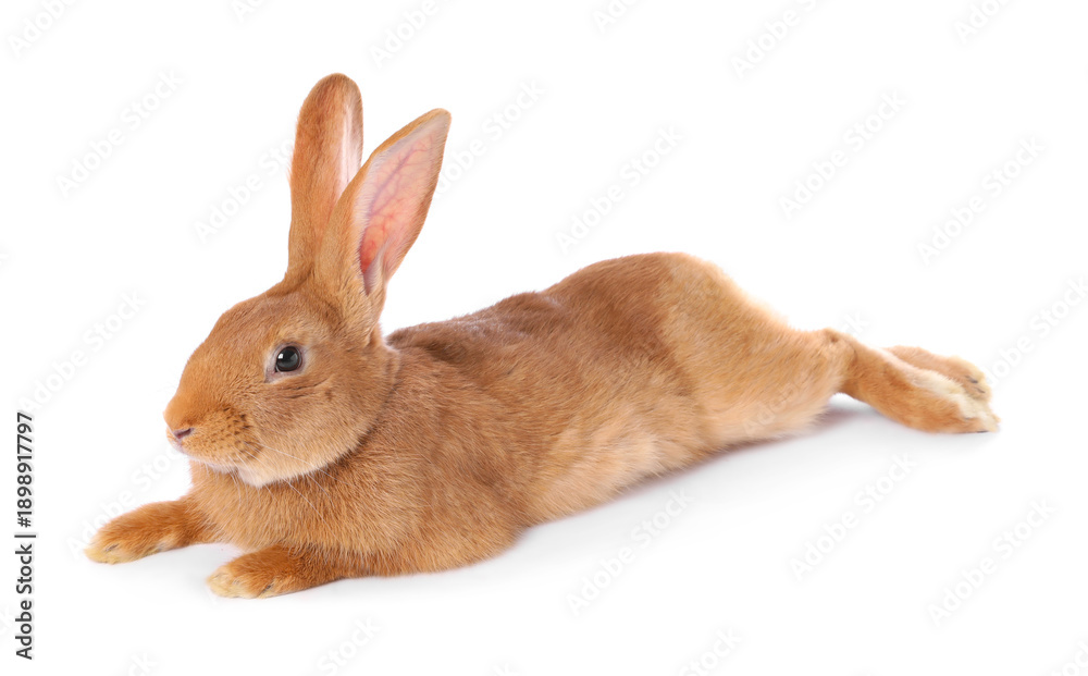 Obraz premium Cute fluffy Easter bunny isolated on white