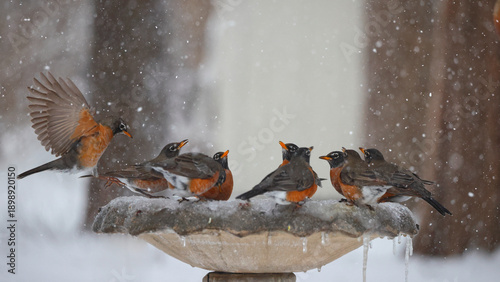 Flock of American robins sipping icy water from concrete birdbath in snowstorm blizzard. 