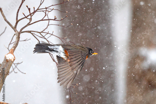 Принти на полотні American robin inflight from bare winter tree in snowstorm blizzard