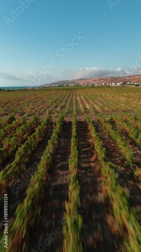 Italina vineyard in Calabria italy 