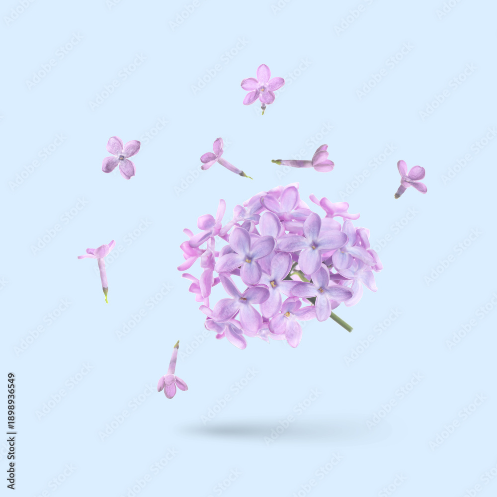 Obraz premium Lilac flowers flying in air on pastel light blue background. Spring blossoms