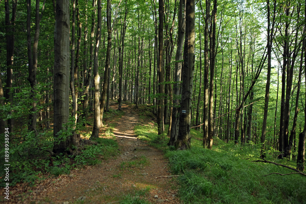 Fototapeta premium Carpathian forest in the Bukowe Berdo region in the Bieszczady Mountains, Poland