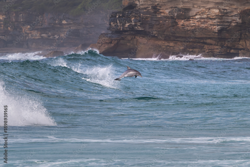 Fototapeta premium Dolphins leaping through ocean waves at sunrise in Sydney, Australia, with soft morning light and an open seascape background.