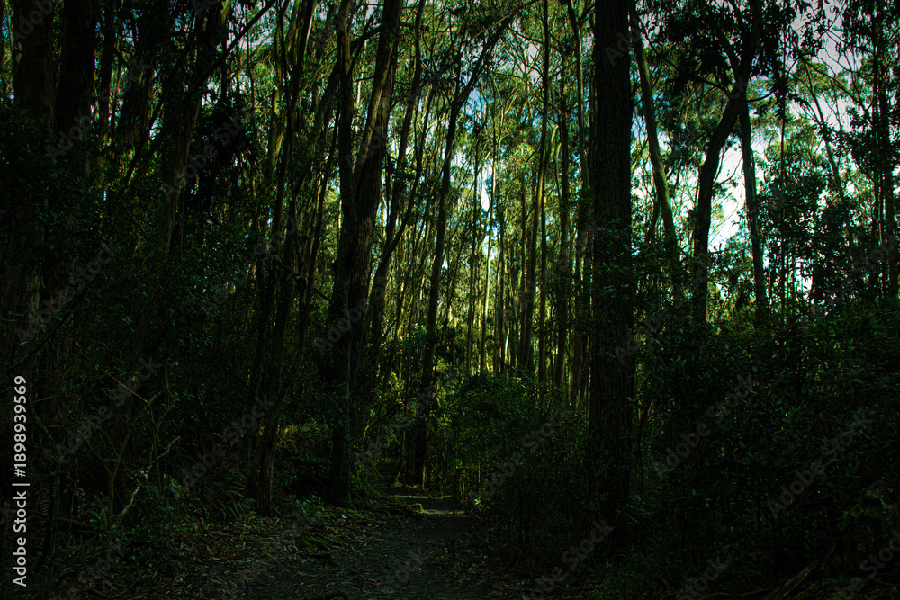 Fototapeta premium The Wild and the Wired: A Visual Journey through Nature’s Threshold to the City