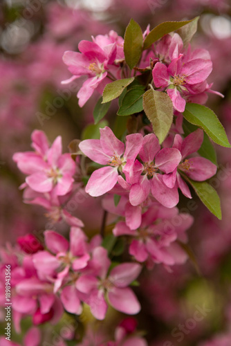 Pink blossoming apple tree close-up. Background with a blossoming. Pink Banner
