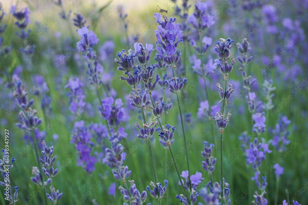 Obraz premium Wild lavender flowers in the field
