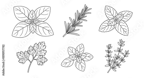 A set of six different herb leaves on for cooking and recipe design