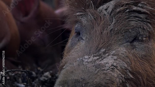 Close-up of a mother wild boar's face resting with her newborn piglets sleeping in the background