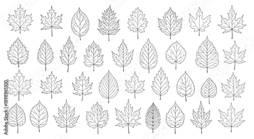 Large collection of different leaf species shown in detailed black and white line art for botanical study or design.