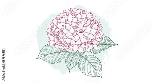 Beautiful hydrangea flower head with many small petals and two large leaves depicted in a soft purple and green wash.