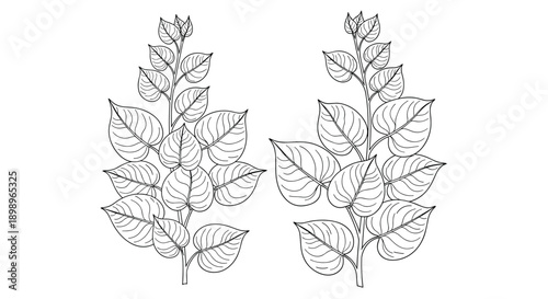 Pair of identical leafy plant stems drawn in black and white line art style isolated on a white background for botanical projects.