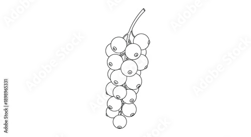 Simple line art illustration of a bunch of round berries on a stem like currants or grapes isolated on a plain white background.