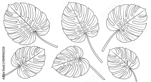 Collection of six hand drawn monstera leaf illustrations in black line art style isolated on a white background for tropical themes.
