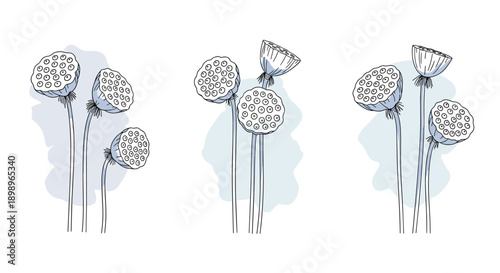 Botanical illustration featuring three sets of dried lotus seed pods on tall stems with soft blue watercolor accents behind them.