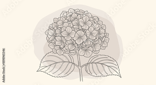 Delicate line drawing of a hydrangea flower cluster with two large leaves set against a subtle beige abstract shape background.