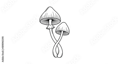 Simple line art illustration of two mushrooms with thin stalks and bell-shaped caps growing together on a plain white background.