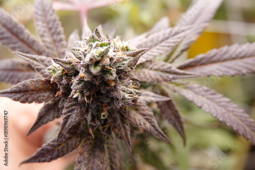 marijuana cannabis indoor