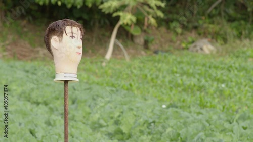 Surreal Mannequin Head Scaring Birds in a Green Vegetable Field