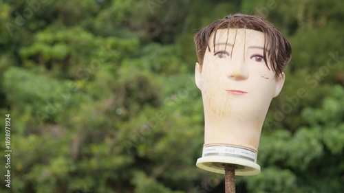 Creepy Mannequin Head Scarecrow in a Green Vegetable Field