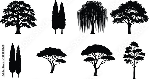 Set of various realistic tree silhouettes including oak, cypress, willow, and acacia isolated on white background, representing nature, landscape design, ecology,