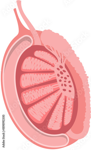 Testis Anatomy 