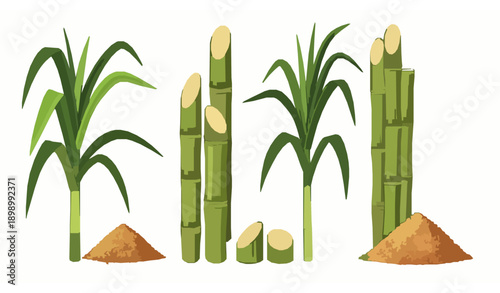 Organic Sugarcane Superfood Brown Sugar Vector Illustration