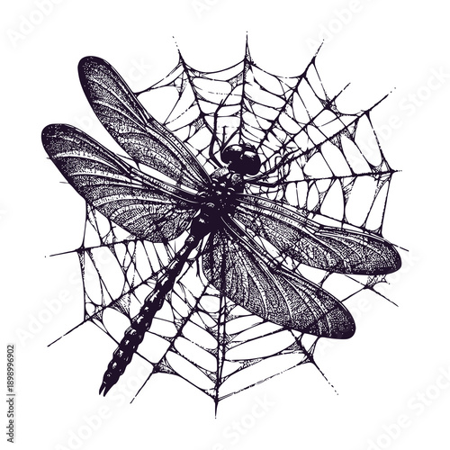 dragonfly trapped in a spider's web