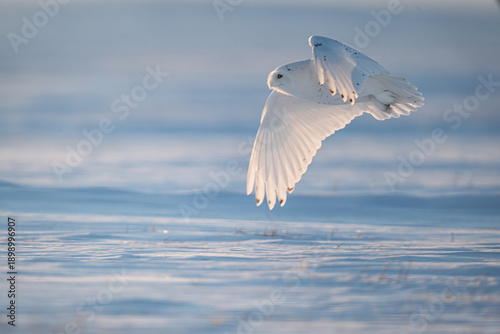 Fotografie Snowy Owl Turning Over Snowy Landscape
