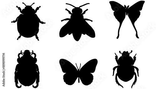 Insect Silhouette Collection" or "Insect Taxonomy in Silhouette