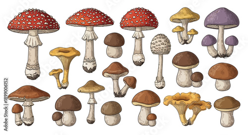 A detailed collection of various types of wild mushrooms and fungi, illustrated in a vintage engraving style on a white background.