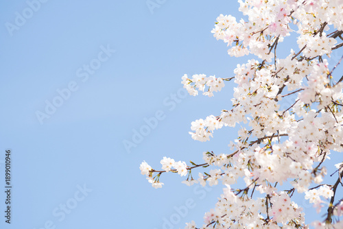 카피공간이 있는 하늘과 만발한 벚꽃나무