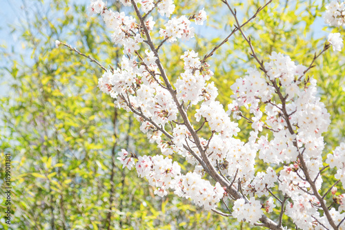 카피공간이 있는 하늘과 만발한 벚꽃나무