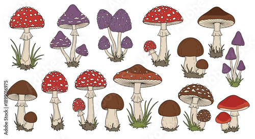 A vibrant collection of various types of wild mushrooms, including red, brown, and purple fungi, illustrated with detailed caps and stems.