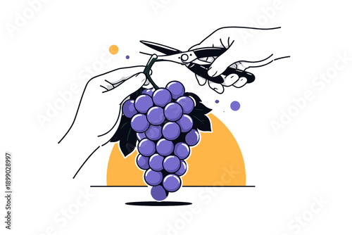 Hands harvesting grapes with scissors illustration