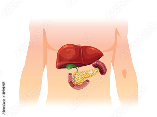 Illustration of Human Digestive Organs Cartoon Anatomy