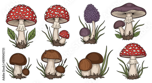 A collection of various types of mushrooms, including red, brown, and purple varieties, growing in natural settings.