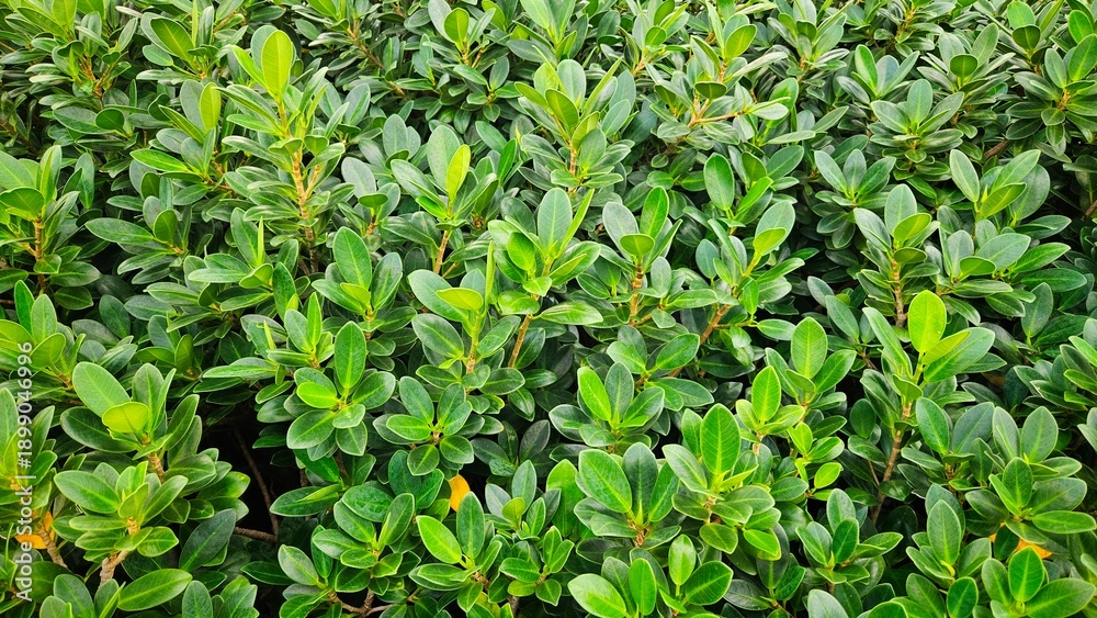 Obraz premium Fresh banyan tree leaves background, Symbol of growth, sustainability, vitality and organic lifestyle.