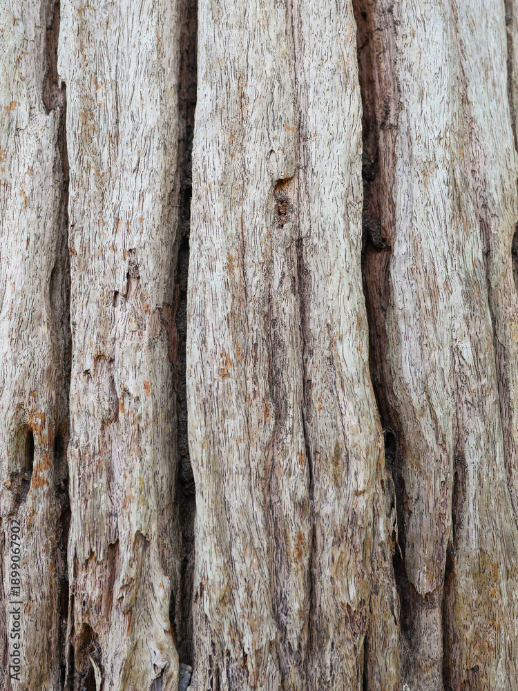 Obraz premium Natural Tree Bark Texture Background with Rustic Wood Pattern