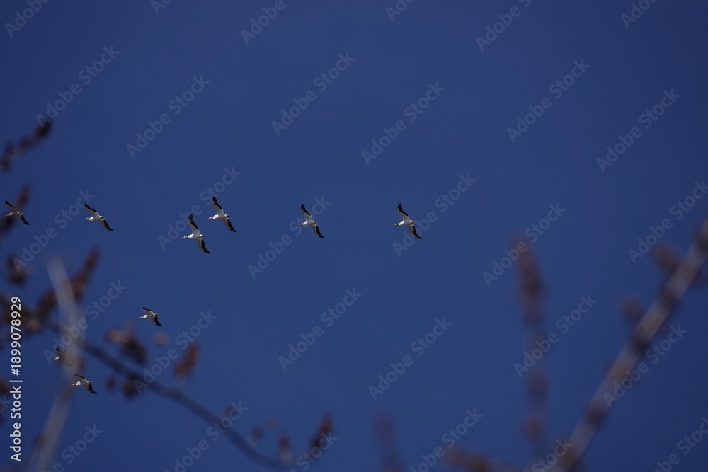 Obraz premium American Pelicans in flight