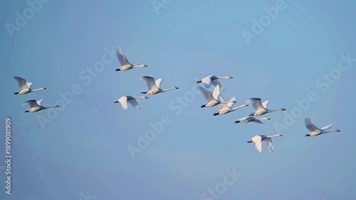 Flock of white swans flying in formation against a clear blue sky. Migratory birds in flight during seasonal migration. Group of wild swans soaring high in the air in a synchronized V-shape formation.