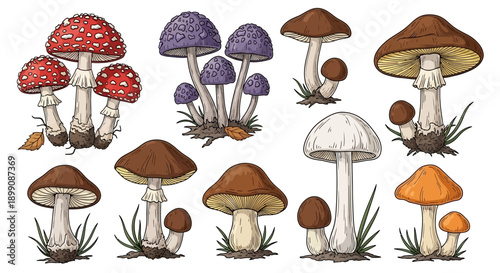 A vibrant collection of various wild mushrooms and fungi, illustrated with different colors and shapes, growing in grass and leaves.