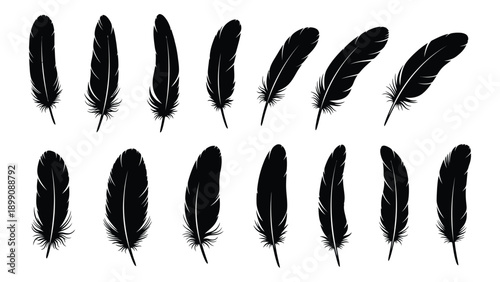 A collection of various black feathers arranged in a row Vector